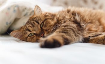 Anadón Veterinaris. Veterinaris a Lleida.