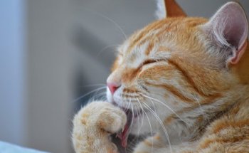 Centre Veterinari Nord