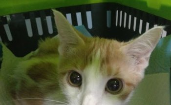 CENTRE VETERINARI ICA NATURA SL.