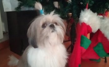 Centre Veterinari Riu Ebre