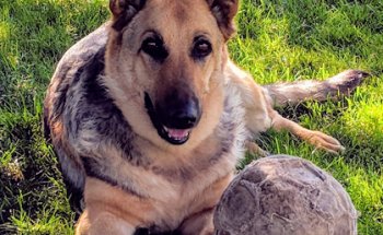 Clínica Veterinària Quiros