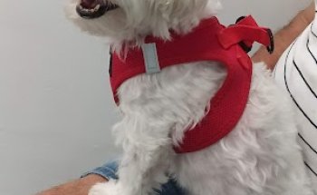 Nacho Anadón Veterinari