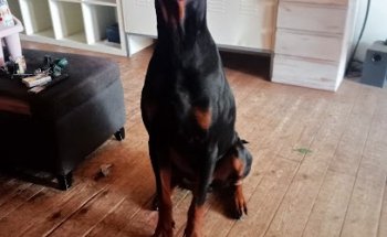 Espai Mascota Clínica Veterinaria Lleida