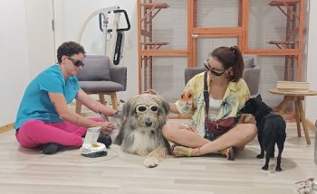 RAA - Rehabilitación y Acupuntura Animal