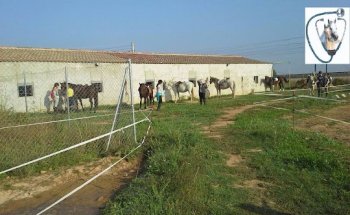 Vinatesa Centre-Ada Torra, veterinària equina-hípica