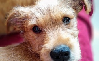 Hospital Veterinario Ciudad de Lugo