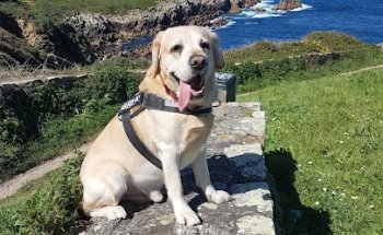 Clínica Veterinaria Otter