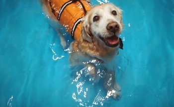 Amodiño Rehabilitacion & Fisioterapia Veterinaria