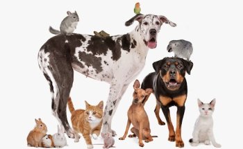 Hospital Veterinario Mediterráneo