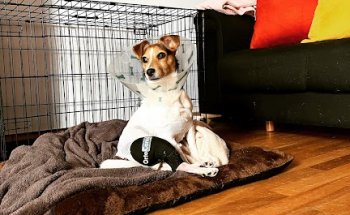 Clínica Veterinaria Caramuel