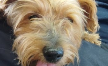 Centro Veterinario Nuevo Parque