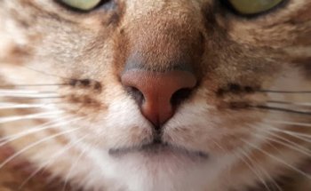 CENTRO VETERINARIO Argos - Servicio de URGENCIAS veterinarias - Canillas - Hortaleza - Madrid