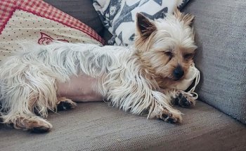 Servicios Veterinarios a Domicilio