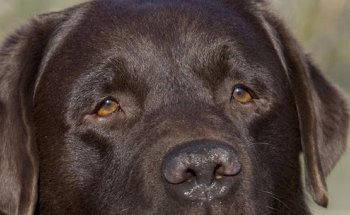 Centro Veterinario Aluche Las Águilas