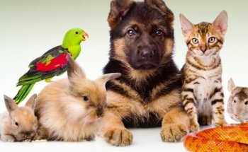 Clínica Veterinaria Ramón Gómez de la Serna / RgsMima