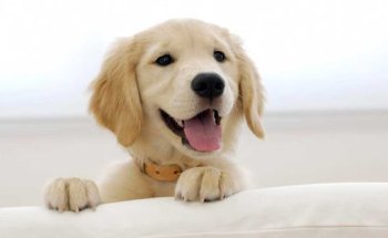 Clínica Veterinaria Aluche