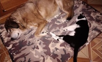 Clinica Veterinaria Senda