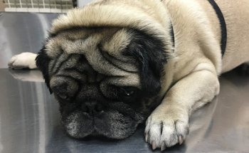 Clínica Veterinaria Ortega y Gasset