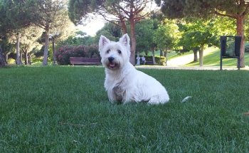 Centro Veterinario Parque Tierno