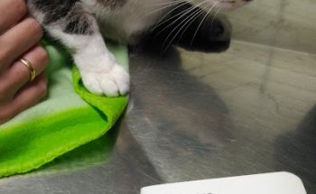 Clinica Veterinaria Plutos