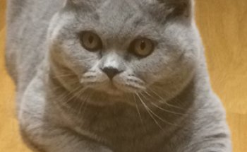 Centro Veterinario Madrivet Vallehermoso