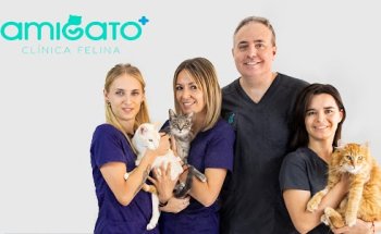 AmiGato Clínica Felina