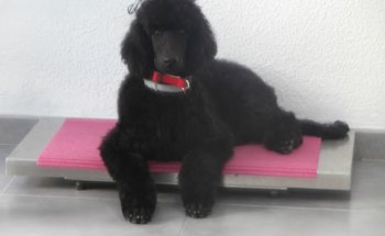 Centro Veterinario Jardín de la Seda