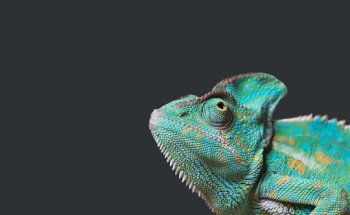 Clínica Veterinaria Exóticos Pluto