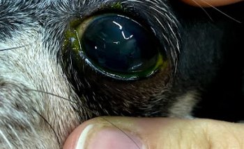 Centro Veterinario Sais