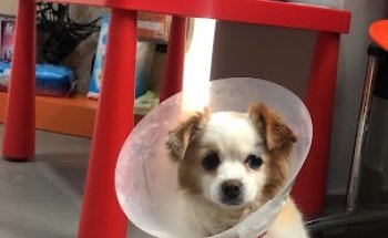 Hospital Veterinario La Flota