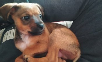 Centro Veterinario Esperanza