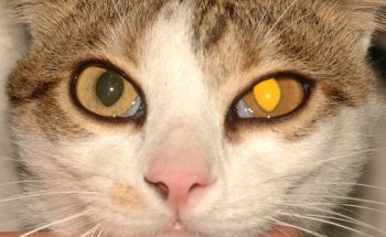 Clínica Veterinaria El Carmen