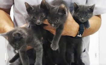 CENTRO VETERINARIO PATIKAS