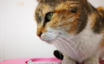 San Roque Veterinarios