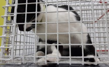 Sana Sana Centro Veterinario