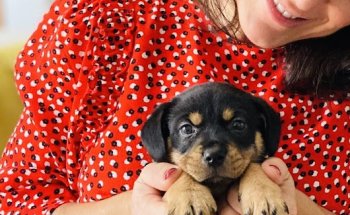 Clínica Veterinaria San Antón