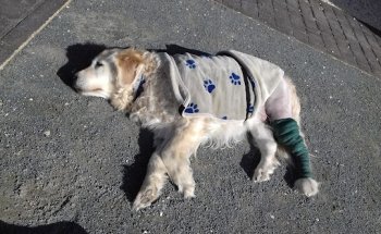 Kaneko Clínica Veterinaria