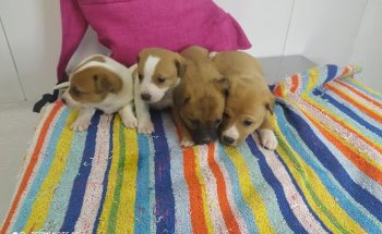 Clínica veterinaria Santa María de Gracia / Clínica veterinaria en murcia