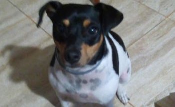 La Clínica veterinaria de Manuela