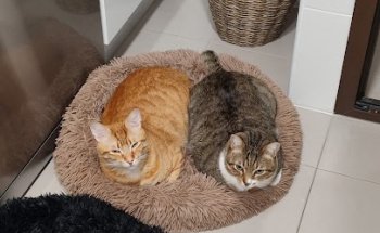 Clínica Veterinaria Santiago el Mayor