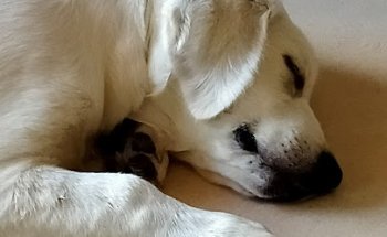 Centro veterinario Mimos