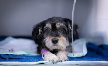 Hospital de Urgencias Veterinarias Región de Murcia