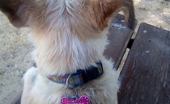 Clínica Veterinaria Andrada