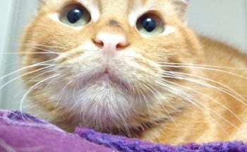 Cadelos CLÍNICA VETERINARIA