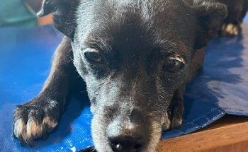 Holistic Veterinary Care of Central Florida