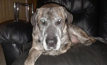 Central Florida Animal Hospital