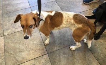 Chuluota Veterinary Hospital