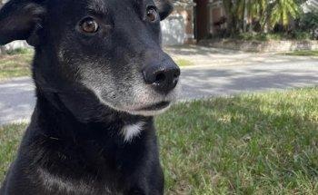 Winter Springs Veterinary Clinic