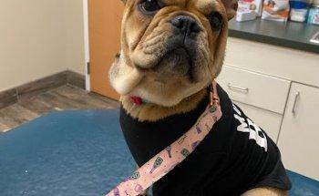 McAbee Veterinary Hospital