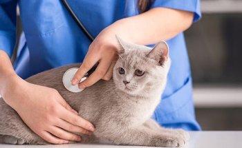 East Orange Animal Hospital